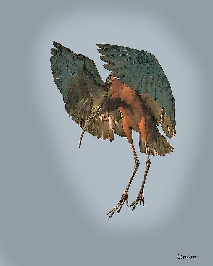 Ibis #1 Digital Art by Larry Linton