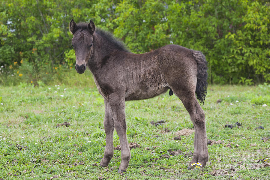 Icelandic Horse Foal Photograph by Kathleen Smith