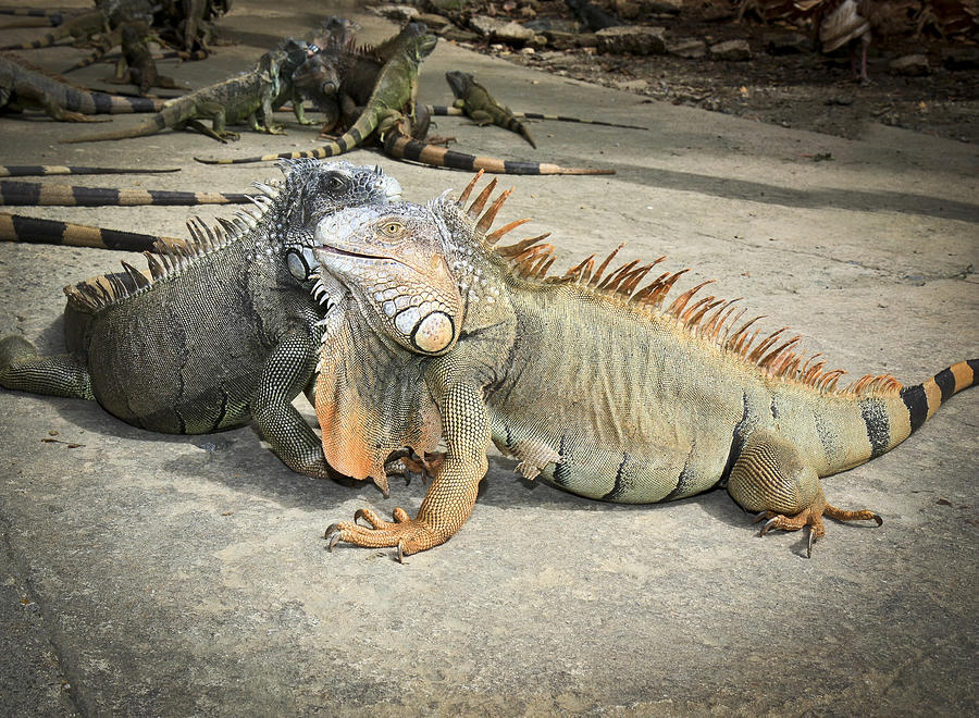 Iguana Family #1 Photograph by Nick Mares