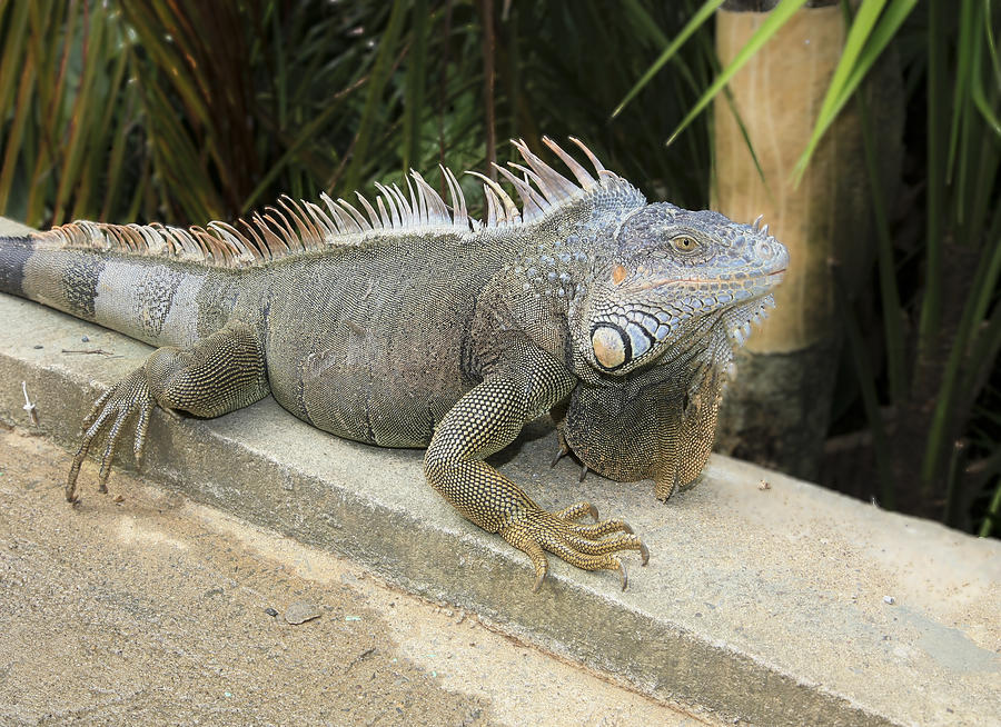 Iguana #1 Photograph by Nick Mares