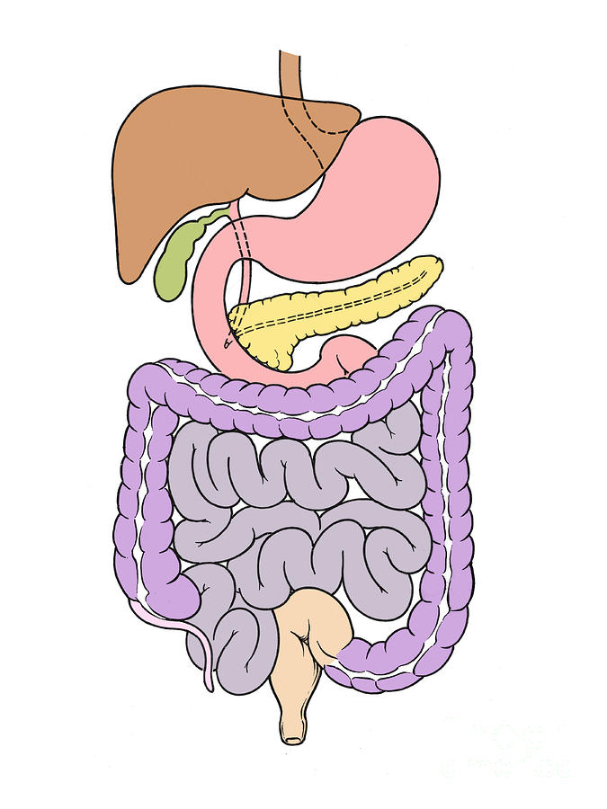 Illustration Of Abdomen Photograph by Science Source