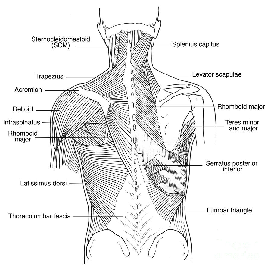 Illustration Of Back Muscles #2 Photograph by Science Source