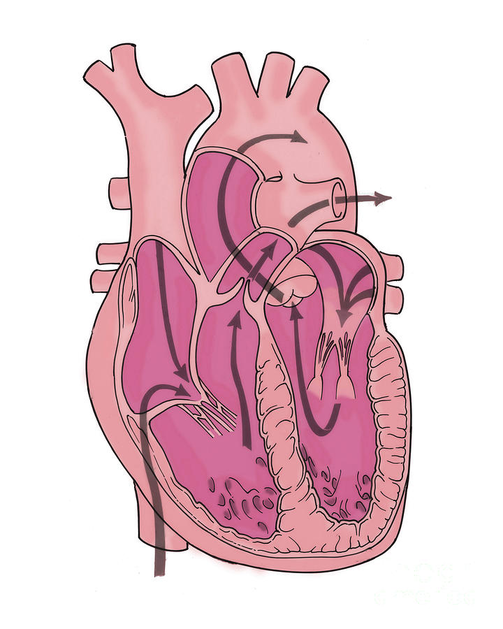 Illustration Of Coronary Circulation #1 Photograph by Science Source