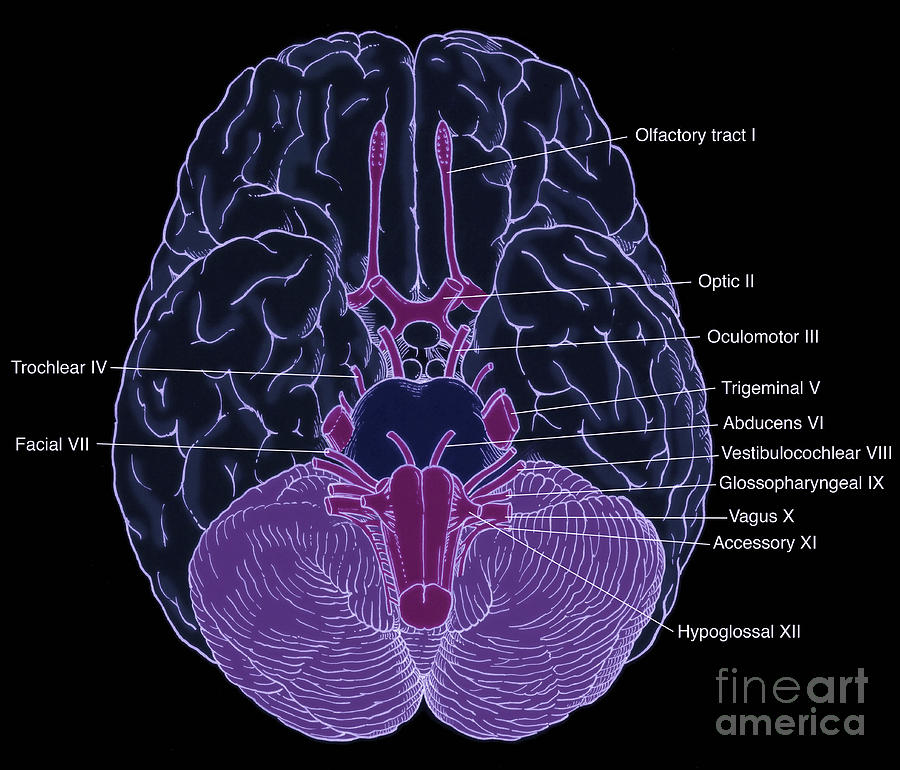 Illustration Of Cranial Nerves #1 Photograph by Science Source