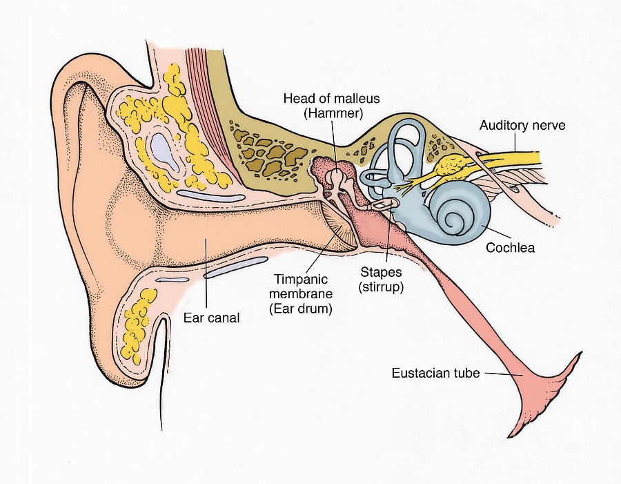 Illustration Of Ear Anatomy #1 Photograph by Science Source