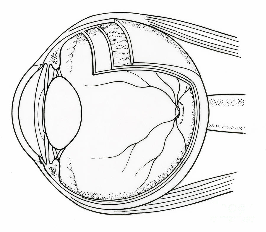 Illustration Of Eye Anatomy #1 Photograph by Science Source