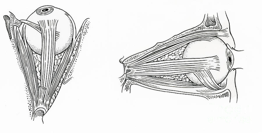 Illustration Of Eye Muscles #1 Photograph by Science Source