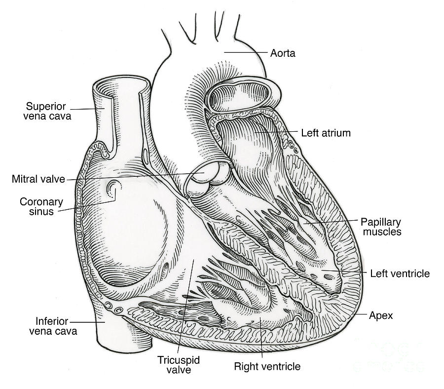 Octopus Anatomy Heart