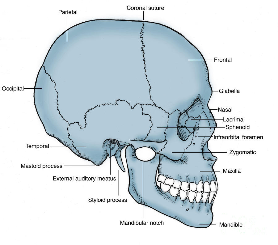 Illustration Of Human Skull #1 Photograph by Science Source
