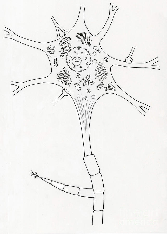 Illustration Of Motor Neuron Photograph By Science Source - Pixels