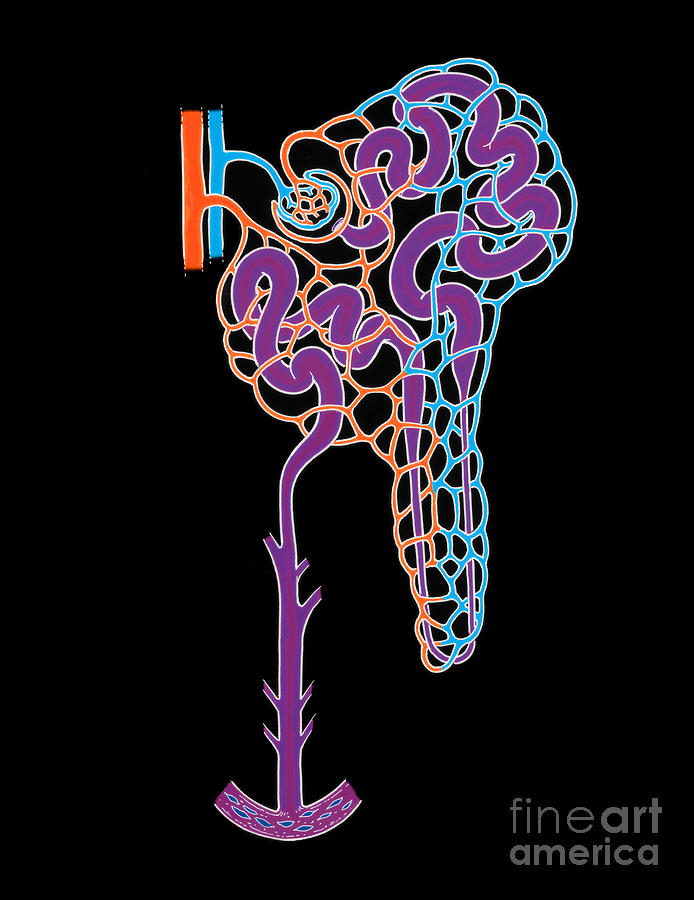 Illustration Of Nephron #1 Photograph by Science Source