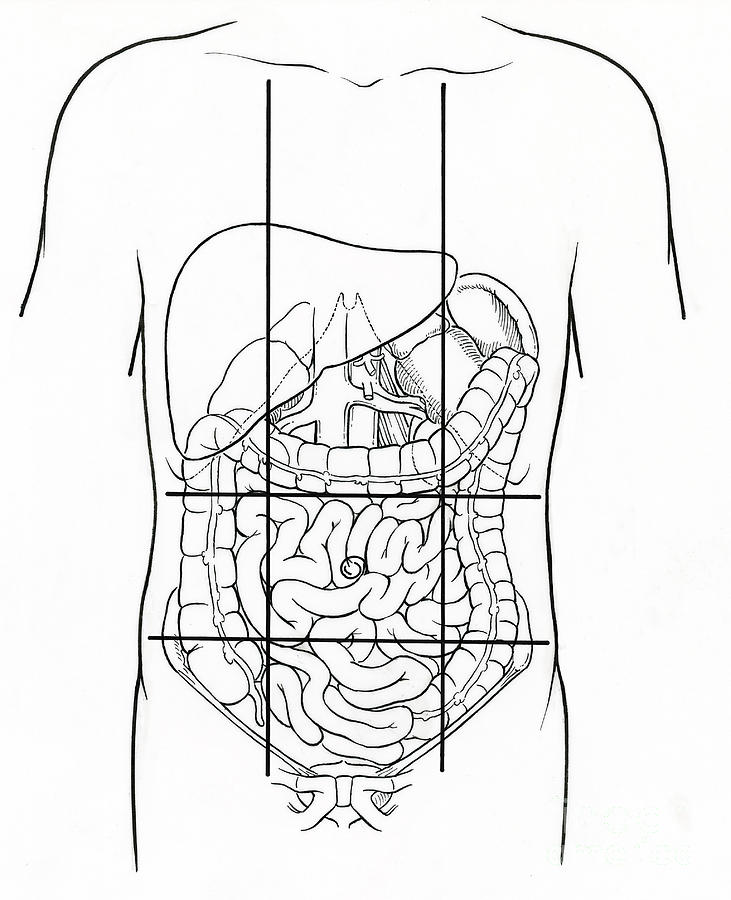 Illustration Of Nine Abdominal Regions Photograph by ...