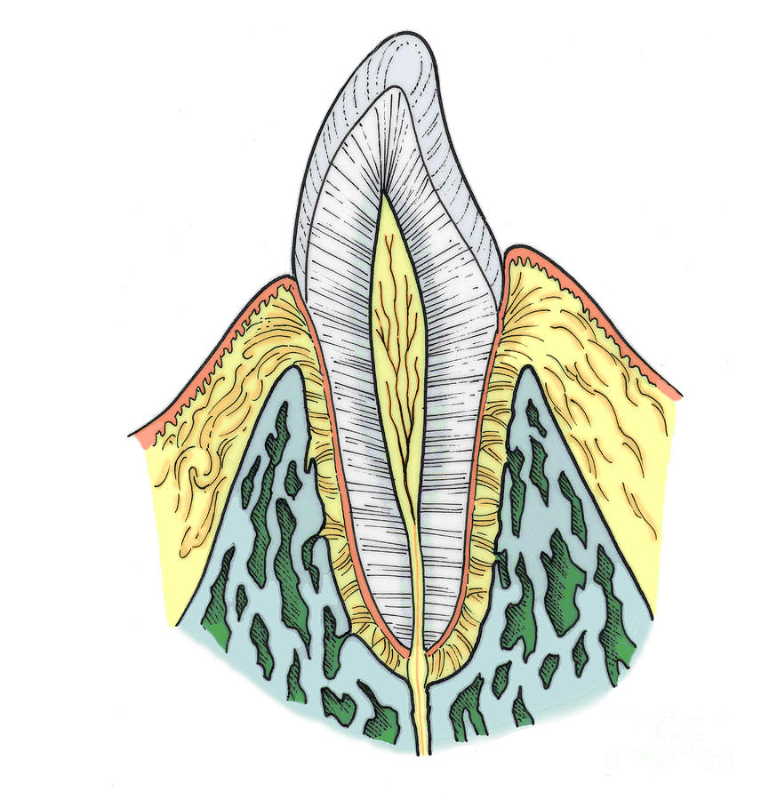 Illustration Of Pre-molar Tooth #8 Photograph by Science Source