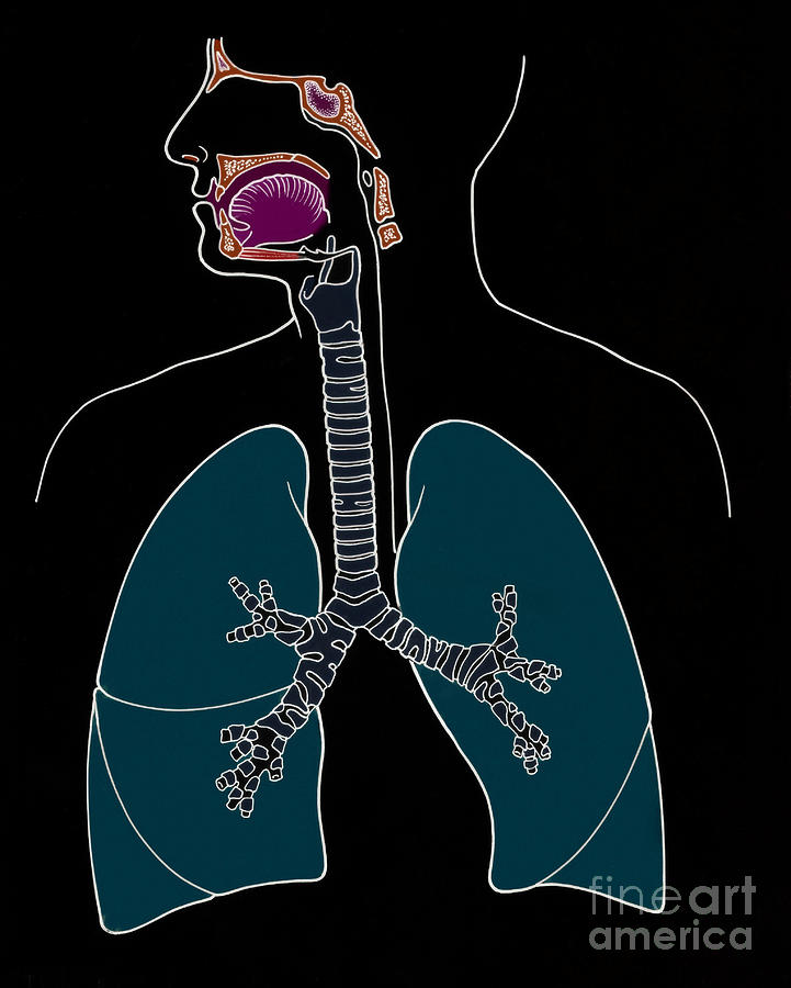 Illustration Of Respiratory System Photograph by Science Source - Fine ...