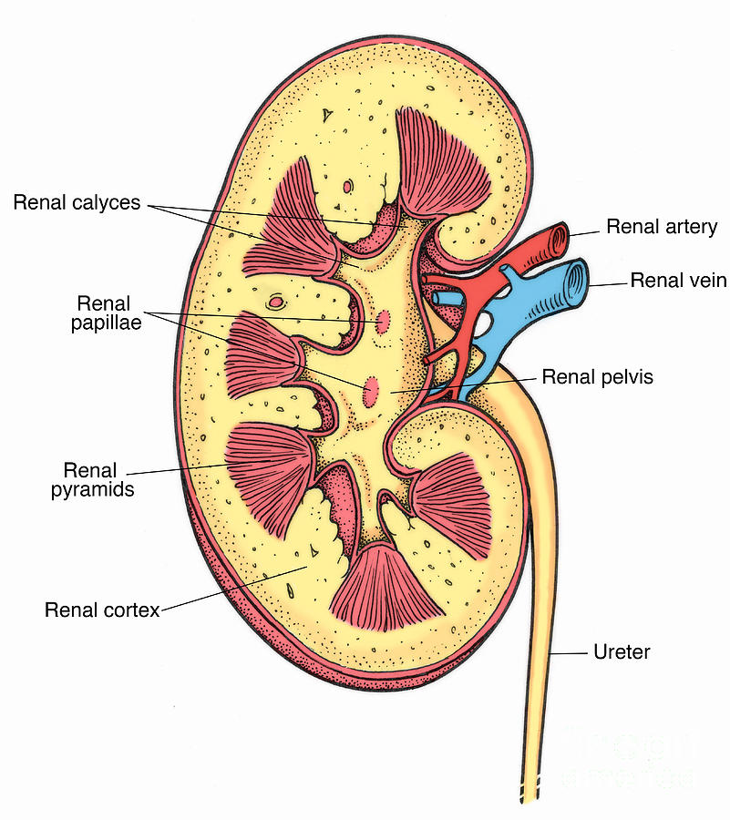 Illustration Of Right Kidney #1 Photograph by Science Source - Fine Art ...