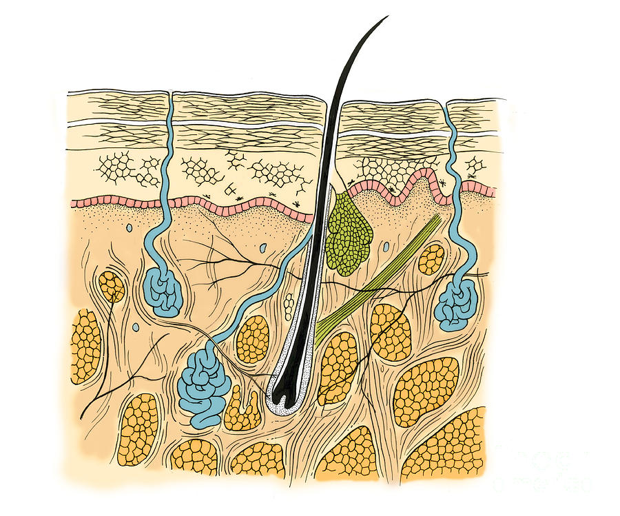 Illustration Of Skin Section #1 Photograph by Science Source
