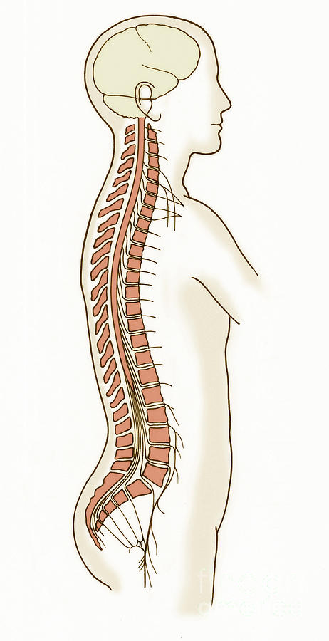 Illustration Of Spinal Nerves Photograph by Science Source - Fine Art ...