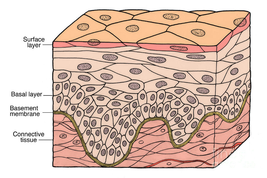 Illustration Of Stratified Squamous Photograph by Science Source Pixels