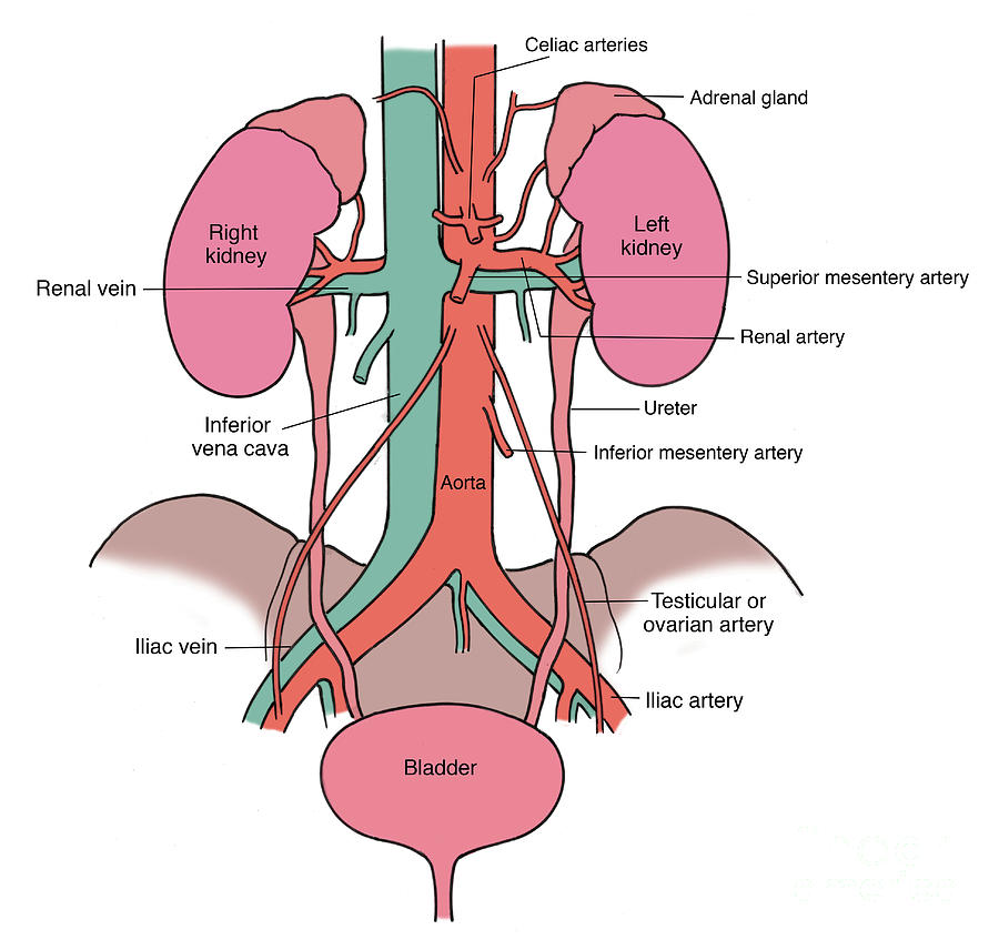 Illustration Of Urinary System #1 Photograph by Science Source