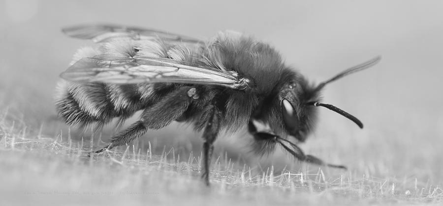 Im a Tawny mining bee Andrena fulva lest you forget #1 Photograph by Steven Poulton