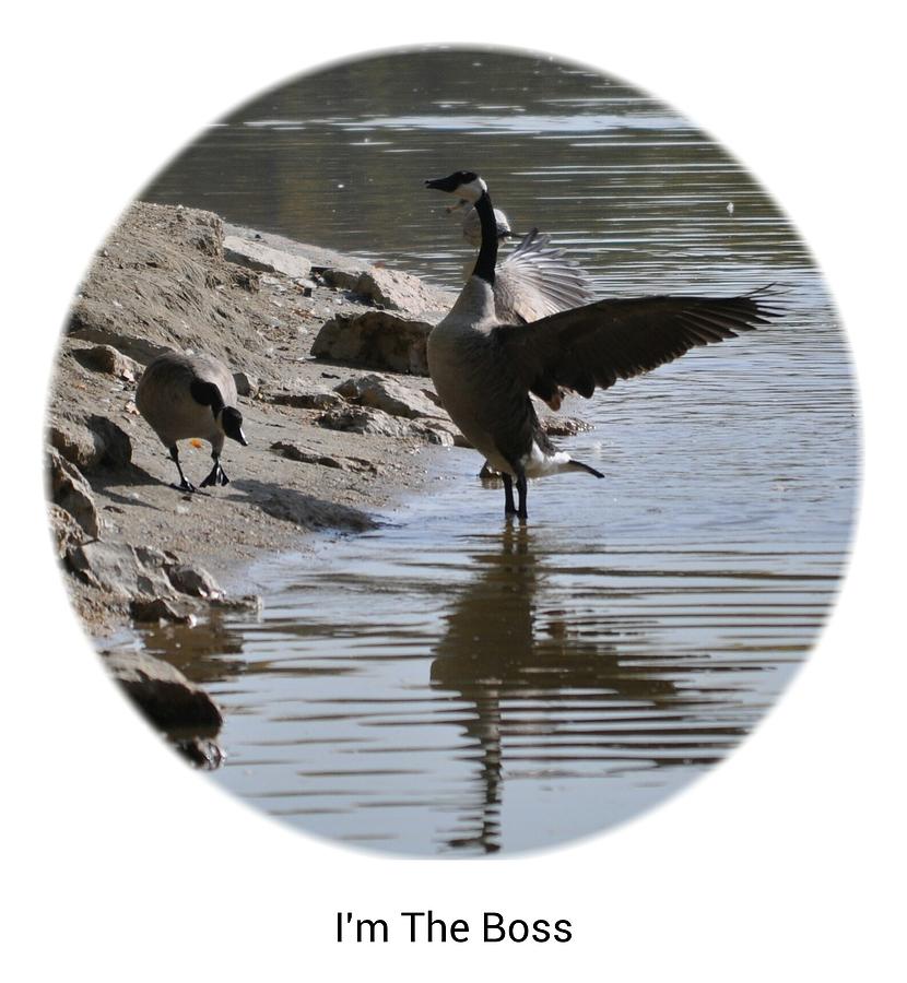 Geese Photograph - Im The Boss #1 by Daryl Macintyre