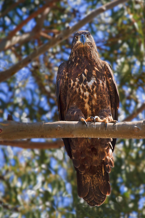 Immature Bald Eagle #1 Photograph by Beth Sargent