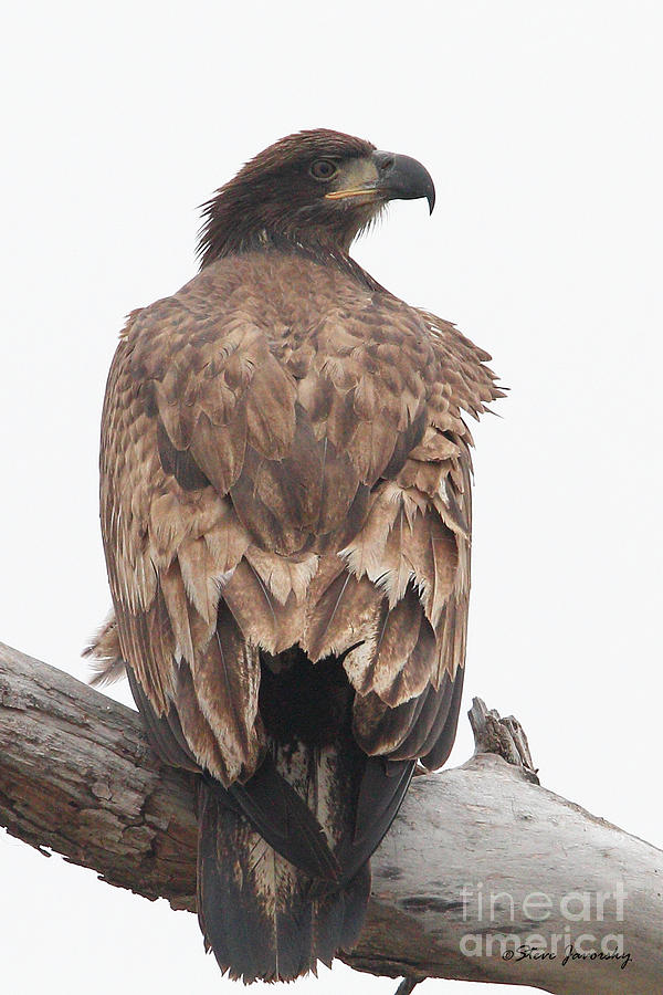 Immature Bald Eagle #1 Photograph by Steve Javorsky