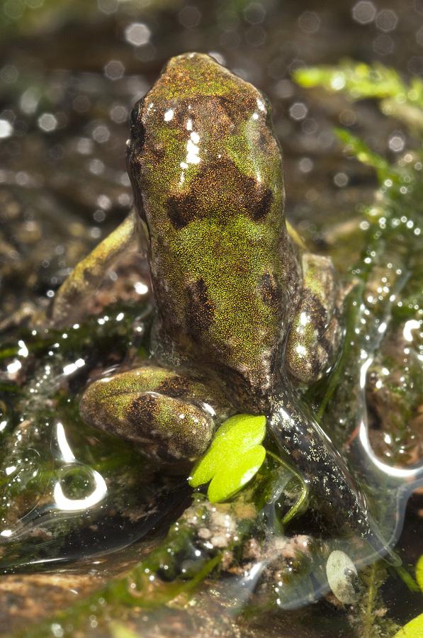 immature-malagasy-burrowing-frog-photograph-by-angel-fitor