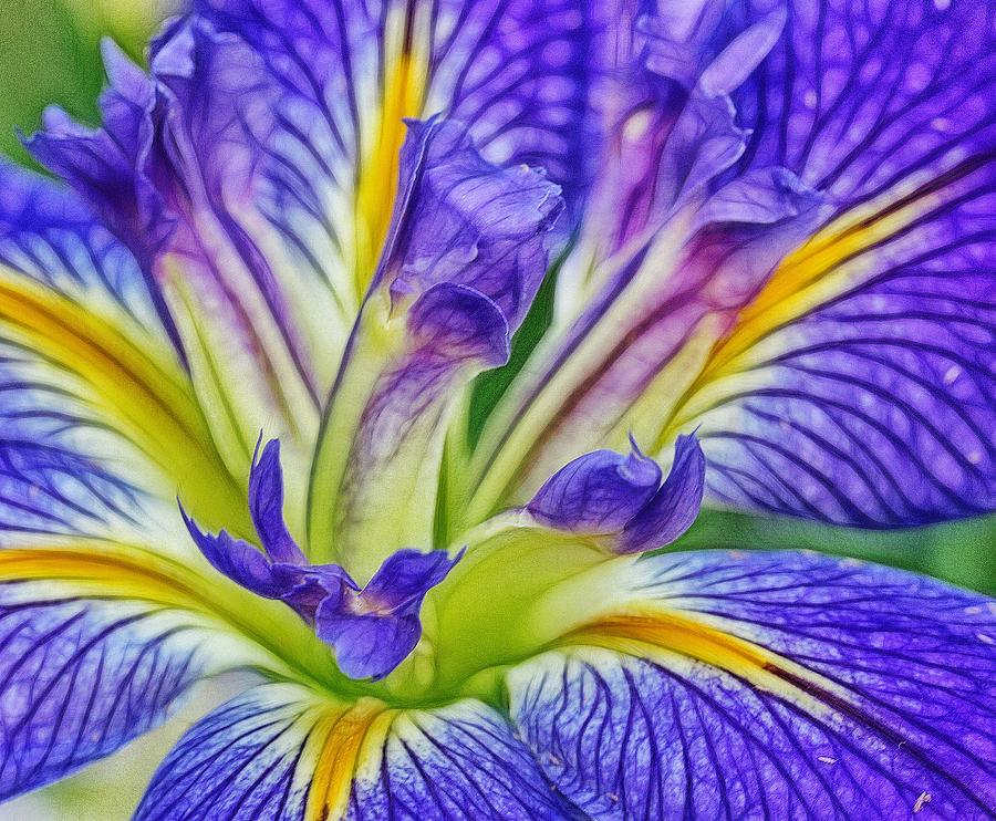 In the Center of the Iris #1 Photograph by Judi Bagwell