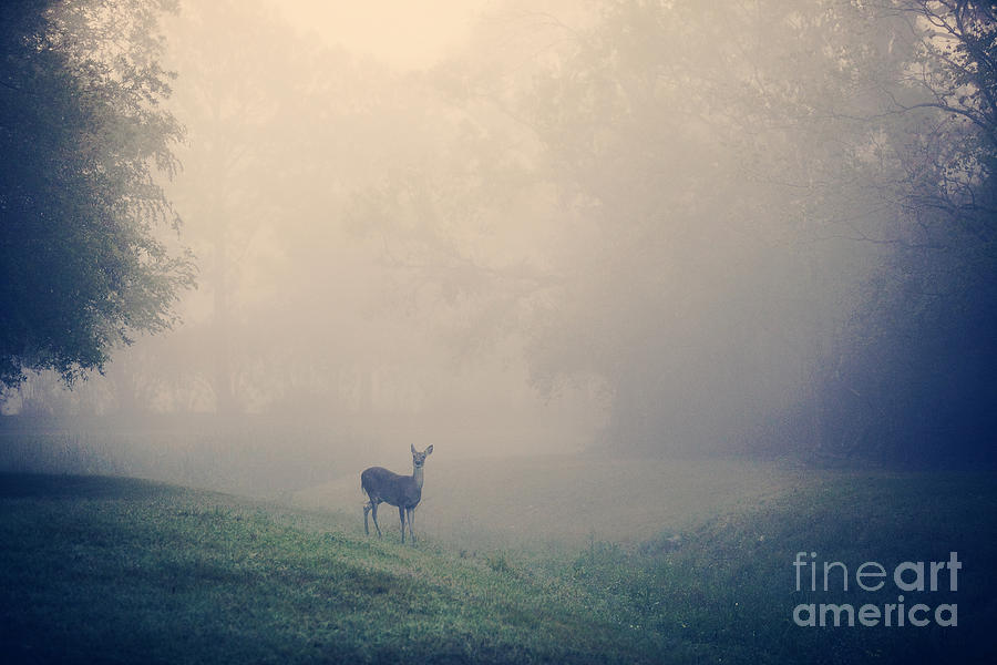 Deer Photograph - In The Quiet #1 by Katya Horner