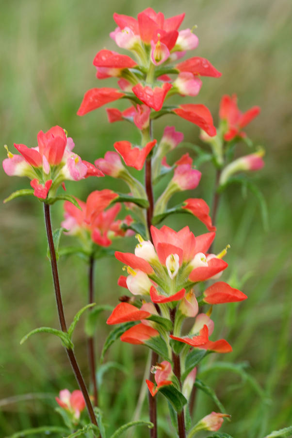 Indian Paintbrush Flowers by Iris Greenwell