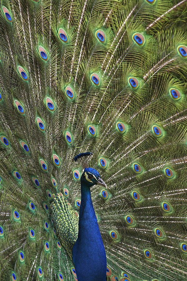 Indian Peafowl Male With Tail Fanned #1 Photograph by Tim Fitzharris