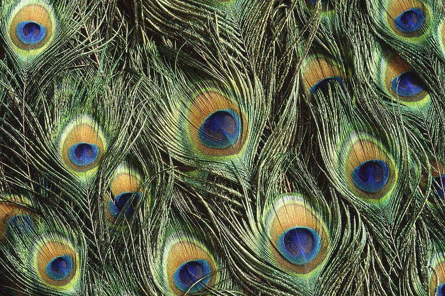 Indian Peafowl Pavo Cristatus Display #1 Photograph by Gerry Ellis