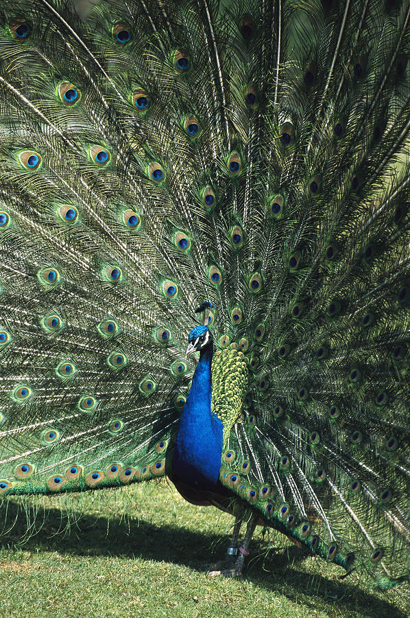 Indian Peafowl Pavo Cristatus Male #1 Photograph by Konrad Wothe