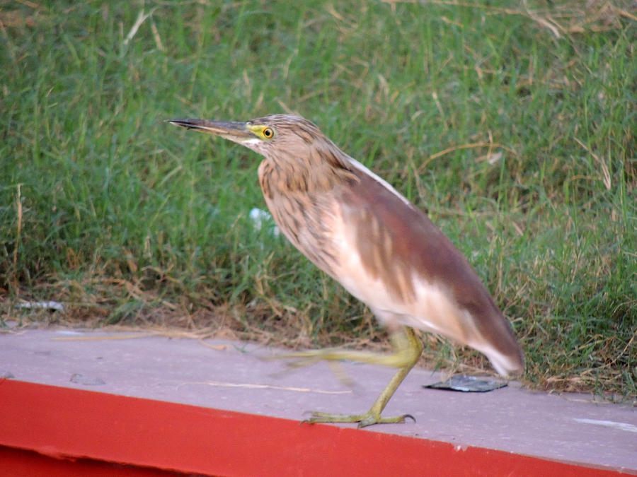 Indian Pond Heron  #1 Pyrography by Ramesh Chand