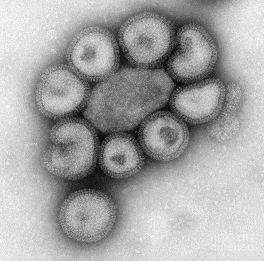 Influenza Virions #2 Photograph by Science Source