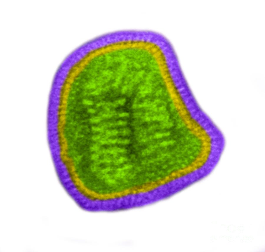 Influenza Virus Tem #1 Photograph by Science Source