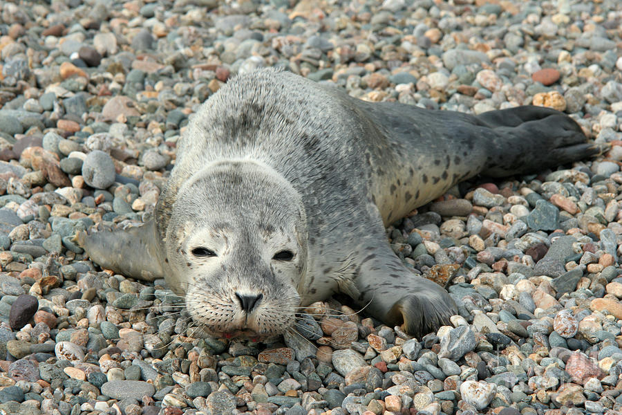 Injured Harbor Seal #1 Photograph by Ted Kinsman