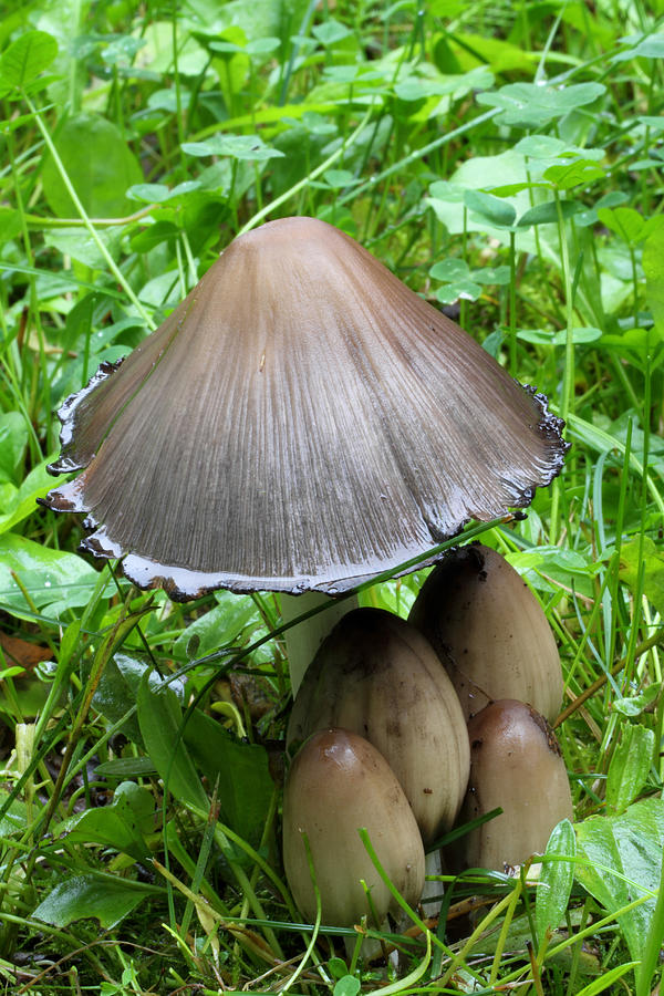 Mushroom Photograph - Inky Caps #1 by Doug Lloyd