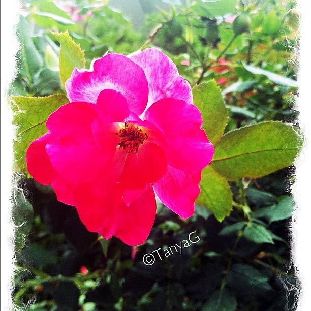 Flowers Still Life Photograph - #insta #instahub #instagramhub #1 by Tetyana Gobenko