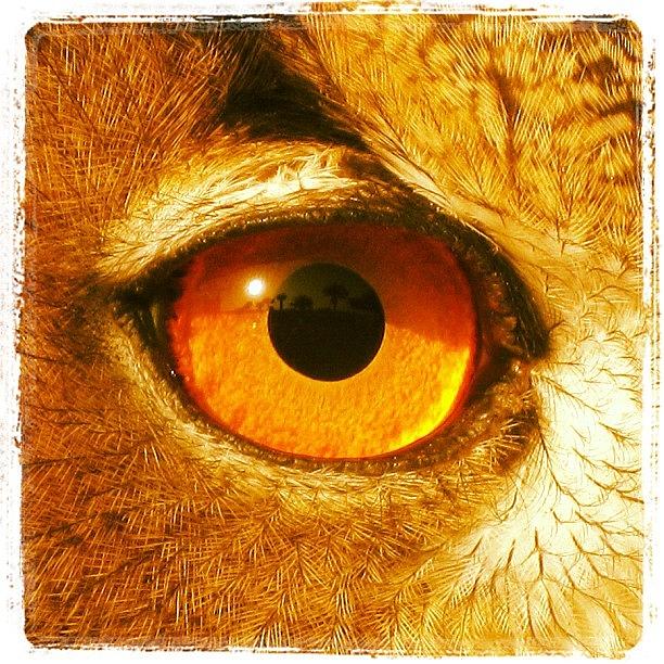 Owl Photograph - Instagram Photo #1 by Tony Benecke