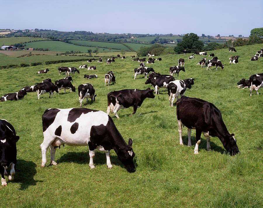 Ireland Friesian Cattle Photograph by The Irish Image Collection