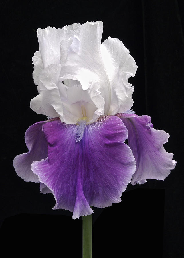 Flower Photograph - Iris 3 #1 by Michael Peychich