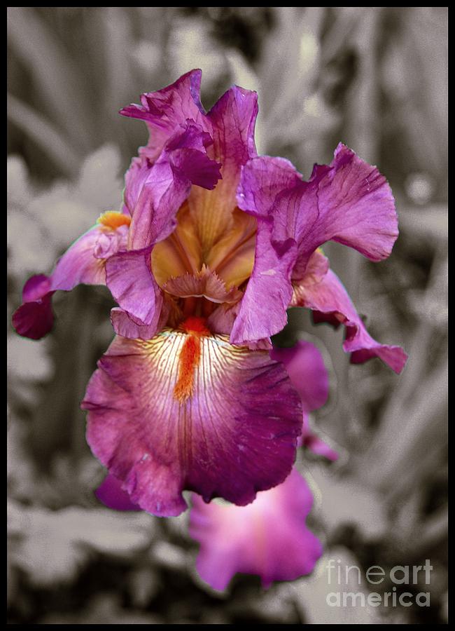 Iris beauty #1 Digital Art by Fran Woods