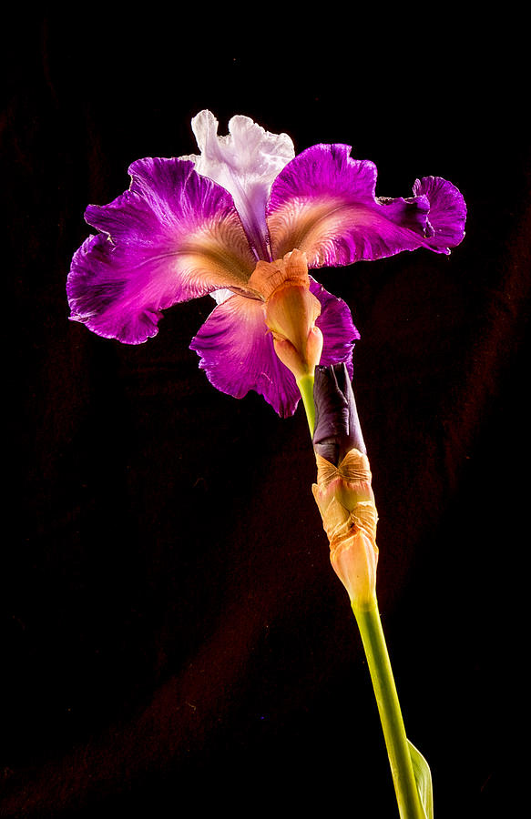 Iris #1 Photograph by Jean Noren