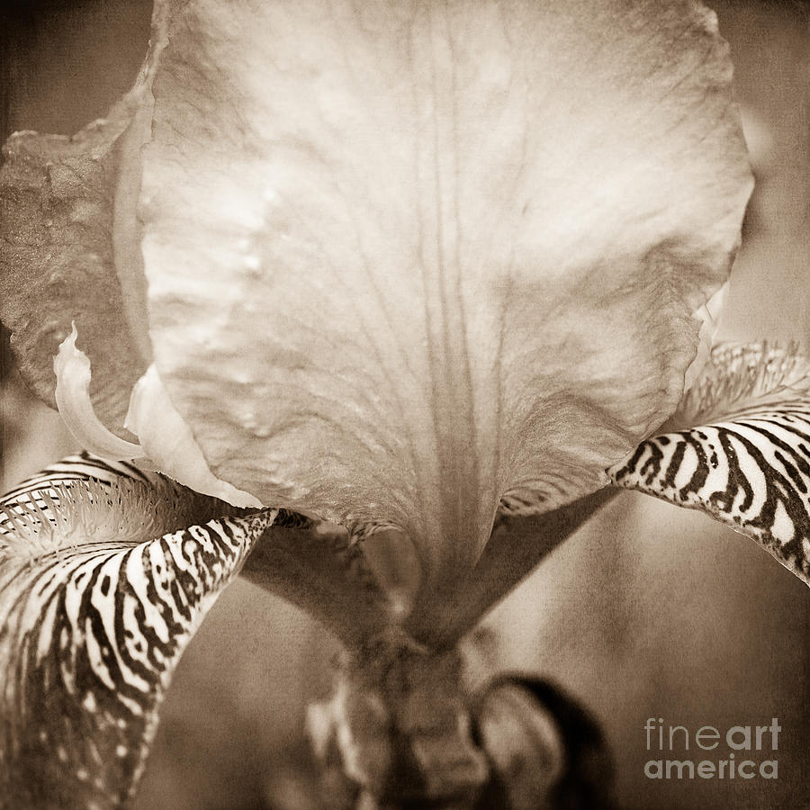 Iris Photograph - Iris #1 by Lisa McStamp