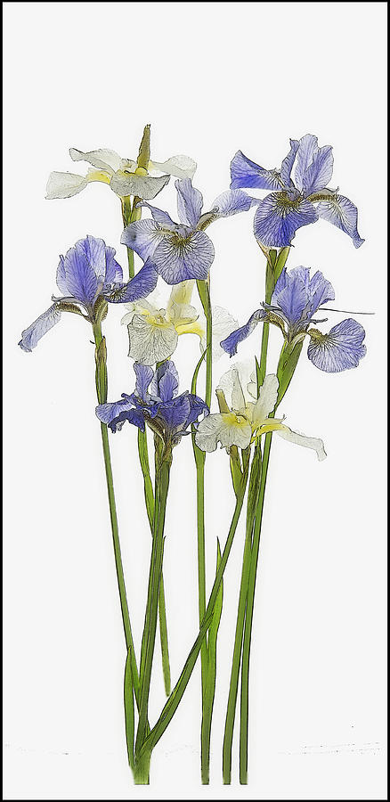 Irises in Blue and Yellow  Photograph by Gordon Ripley