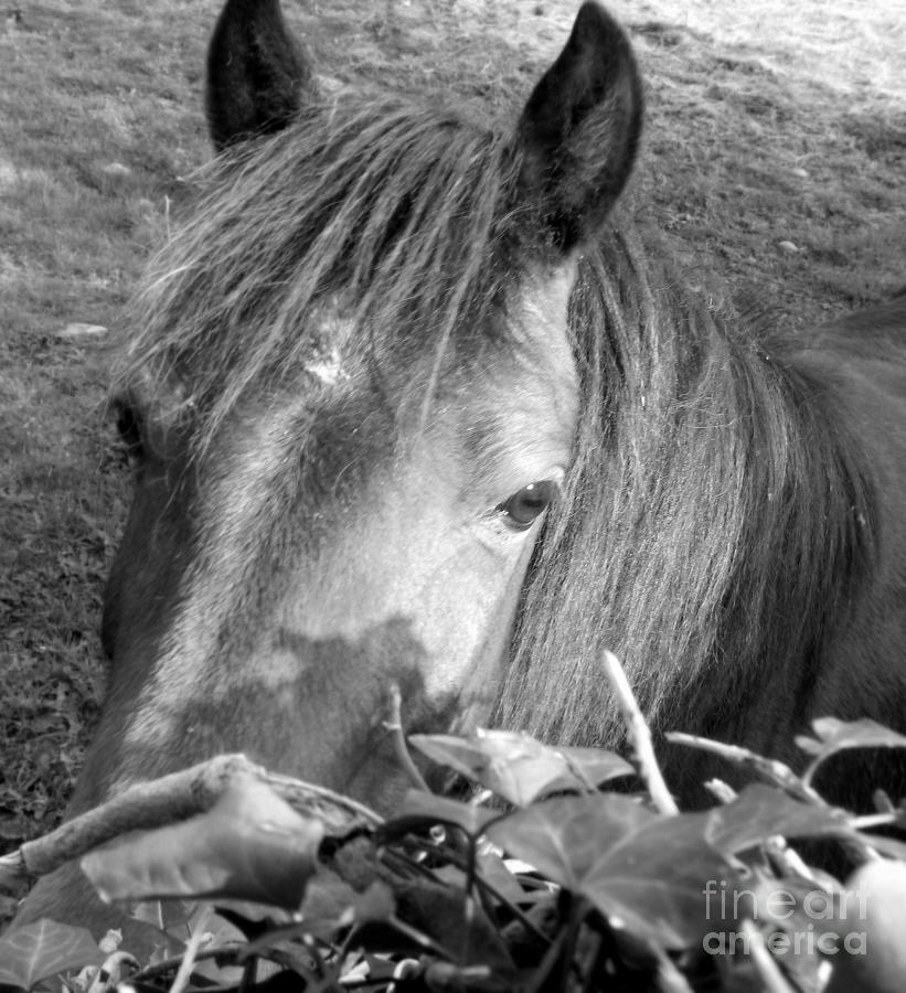 Horse Photograph - Irish wild country horses in black and white.  #1 by Joseph Doyle