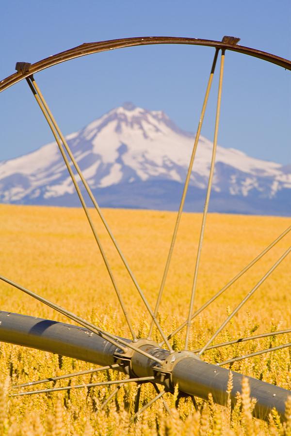 Landscape Photograph - Irrigation Pipe In Wheat Field With #1 by Craig Tuttle