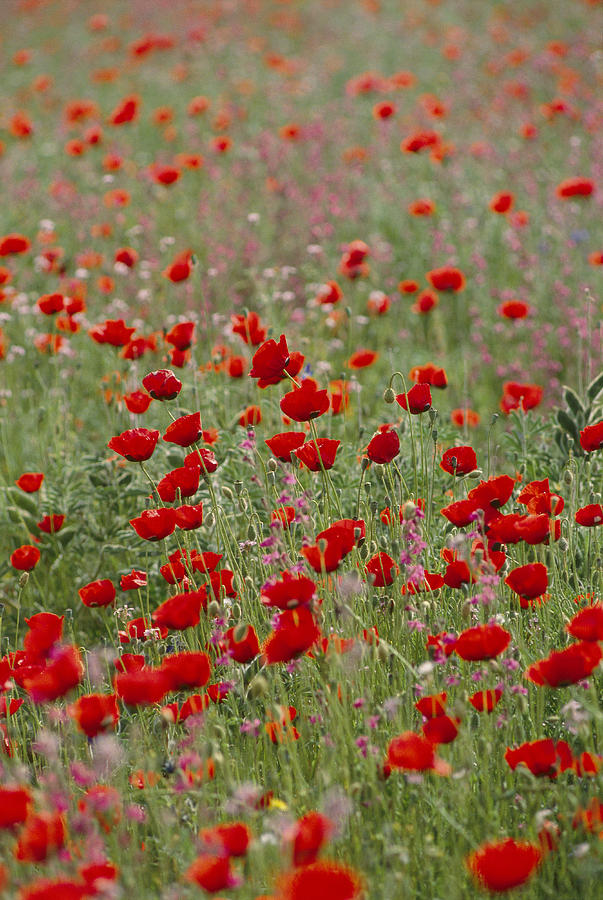 Israel, Wildflower Farming On A Kibbutz Photograph by Richard Nowitz